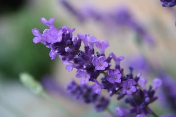 lavender-1389188